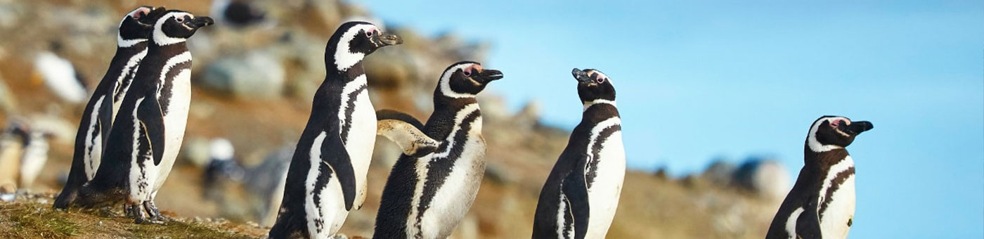 Tours to Chile: From the Atacama Desert to Patagonia 