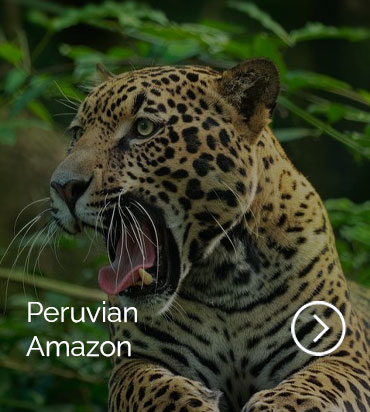 Peru InsideOut: Amazzonia